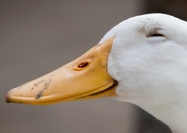 Victory: Royal Shakespeare Company Goes Foie Gras–Free!