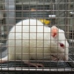 Development of Alternatives to Animal Testing