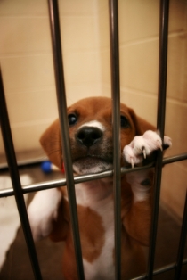 Puppy in a cage