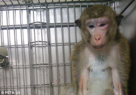 A macaque filmed as part of the investigation