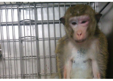 Imprisoned, Poisoned and Killed: the Suffering of Monkeys in Labs Exposed