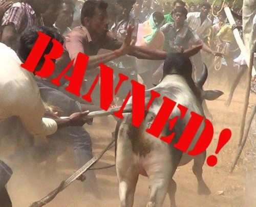 jallikattu