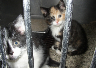 Animal Homelessness: The Crisis and the Cure