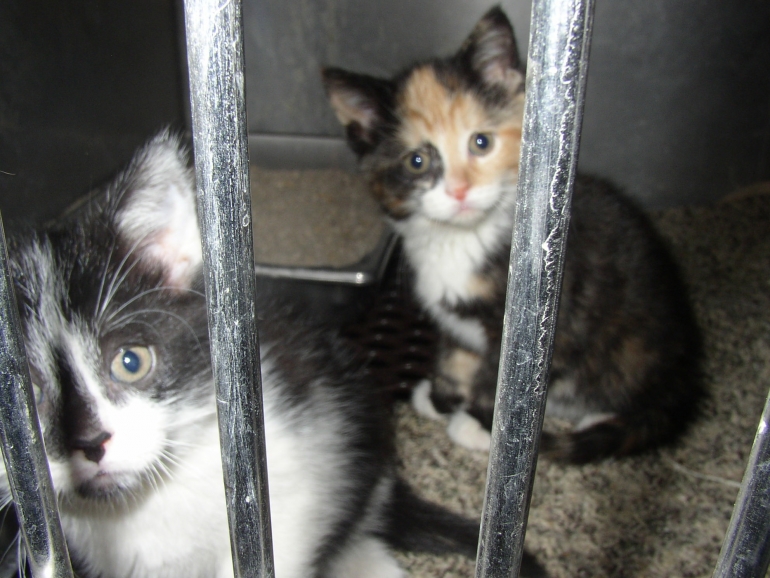 Kittens at shelter