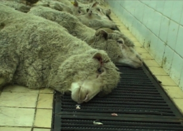 Help End the Hideously Cruel Live Export Industry