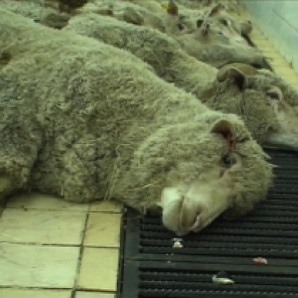 Help End the Hideously Cruel Live Export Industry