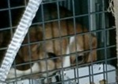Beagles Happy After Barking-Mad Breeding Facility Is Binned