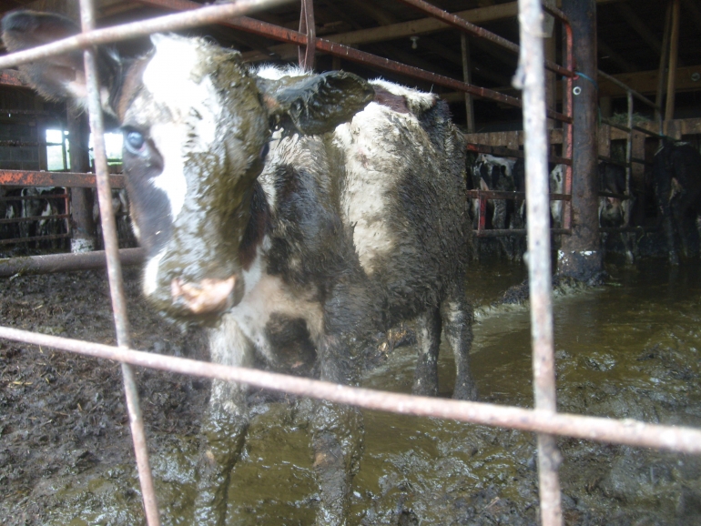 Filthy calf at dairy farm