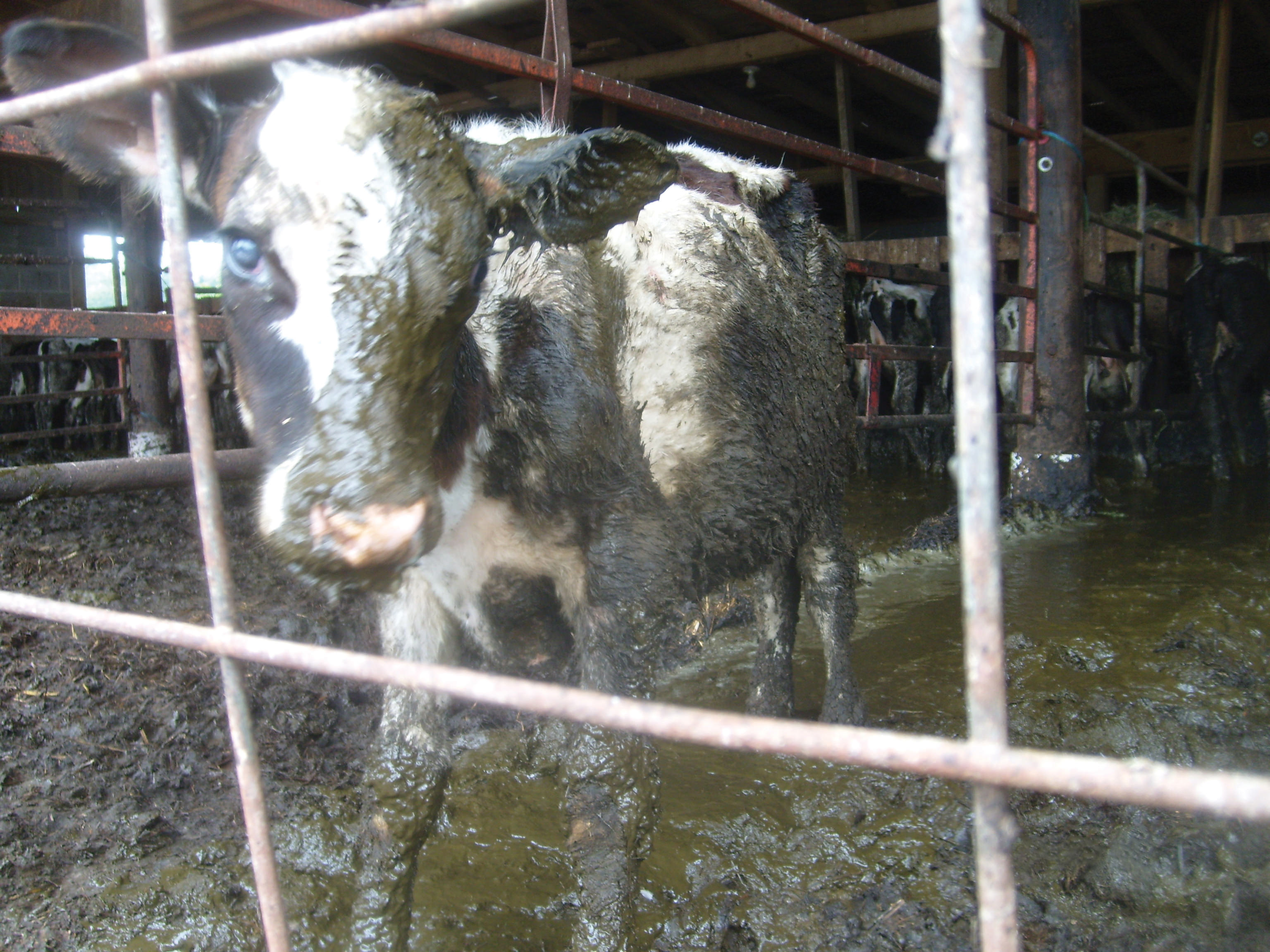 Dairy | Animals Are Not Ours to Eat | PETA UK Dairy | Animals Are Not Ours to Eat | PETA UK
