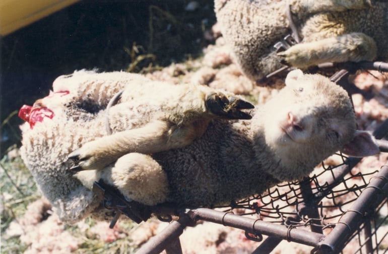 mulesed sheep on rack