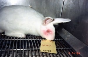 Animals are suffering in laboratories