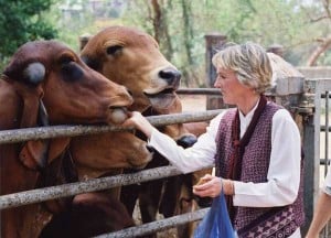 Ingrid with Indian Cows