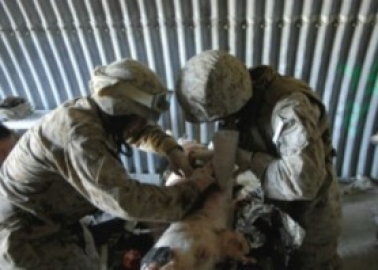 Success! US Military Takes a Huge Step Towards Ending Its War on Animals
