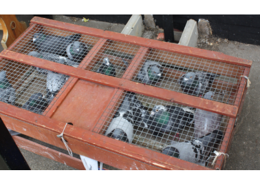 Pigeon Races and Bird Flu: Racing Towards an Epidemic?