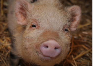 Let’s Show Compassion to Pigs of Every Creed and Colour