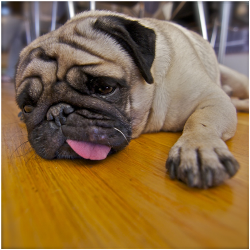 Suffering Pug