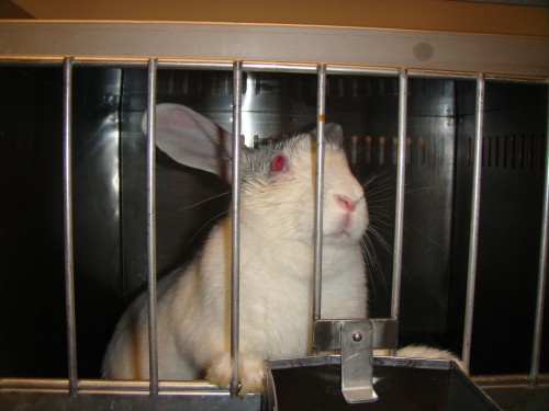 rabbit standing up with his front paws on the bars of the cage