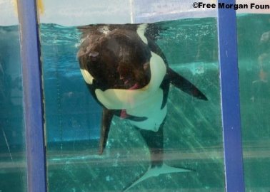 Orca Morgan Beaches Herself, Lies Motionless on Concrete Slab Beside Her Tiny Pool at Loro Parque