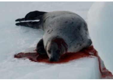 Seal Slaughter – Revenge Is ‘Tweet’