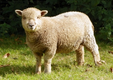 sheep10-500x375.jpg