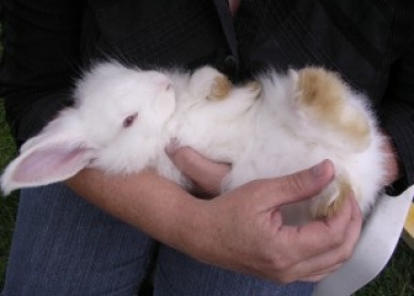More Stores Stop Angora Production – Thanks, New Look and Esprit!