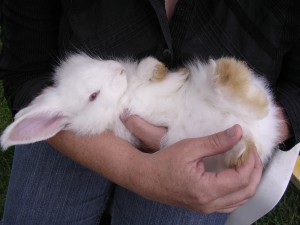 stock angora baby