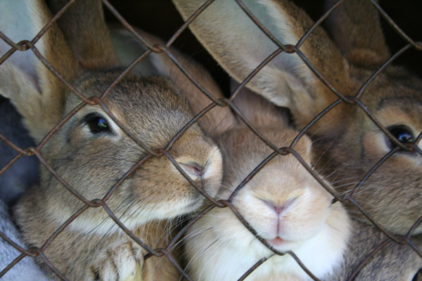 stock caged rabbits