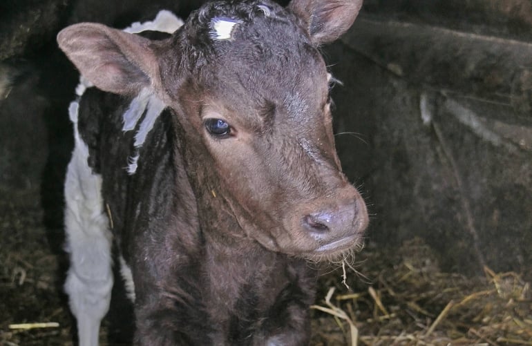Calf born into the meat industry