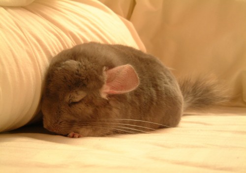 stock chinchilla