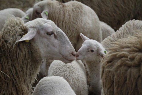 stock cute sheep