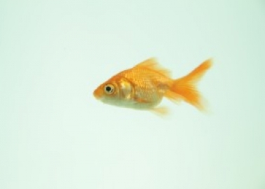 Standing Ovation for Trafalgar Studios’ Decision to Stop Traumatising Goldfish in Tragedy