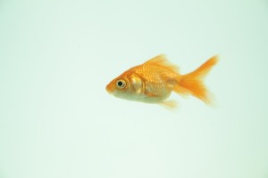 Goldfish Richard III Trafalgar Studios Withdrawn from Production