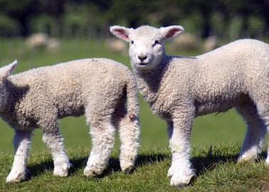 Lambs are killed for meat
