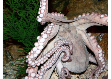 Octopuses – the Boffins of the Depths?