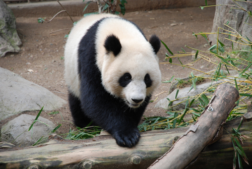 Breeding pandas in captivity is all about the money. 