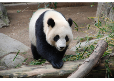Tian Tian and the Panda Propaganda