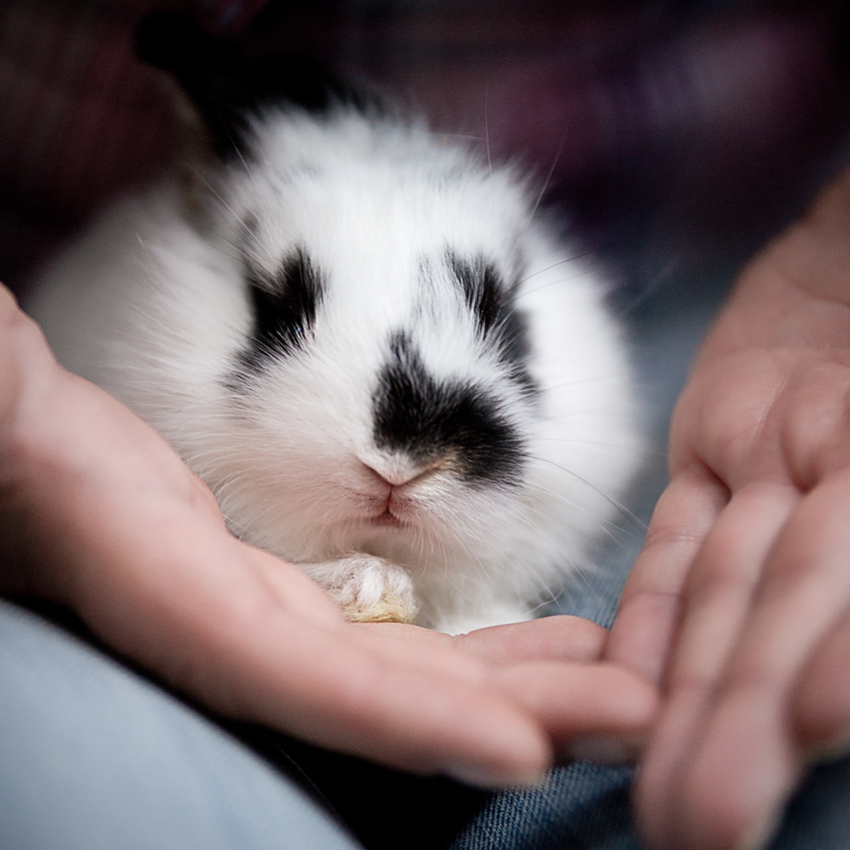 Baby Rabbit