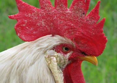 Success! Cruel Worcestershire Chicken Farm Proposal Finally Rejected