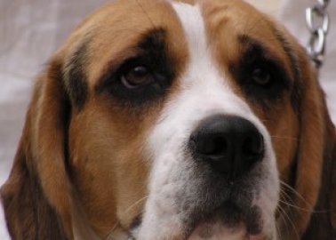 One in Five Pedigree Dogs Is Discarded Within Two Years