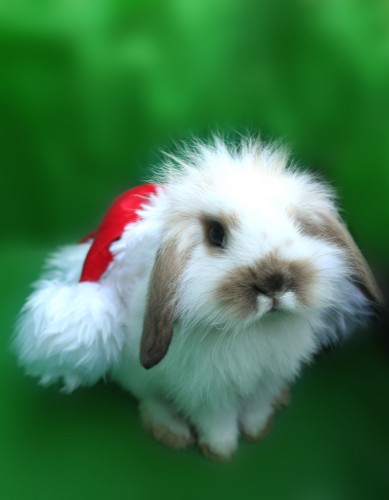 stock xmas bunny