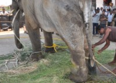 Heartbreaking Pics Show Sunder Is Still Suffering While He Waits to Be Moved