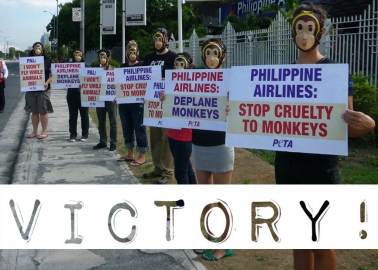 Success! Philippine Airlines Stops Shipping Primates to Labs