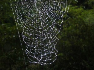 web spider