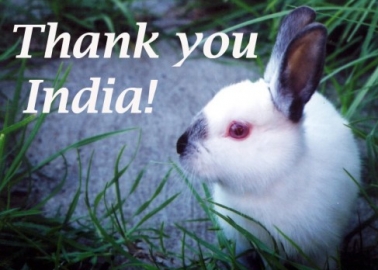 Good News! India Bans Import of Cosmetics Tested on Animals
