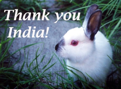 Animal testing for cosmetics banned in India