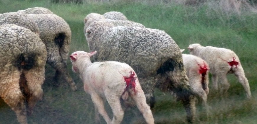 ugg treatment of sheep