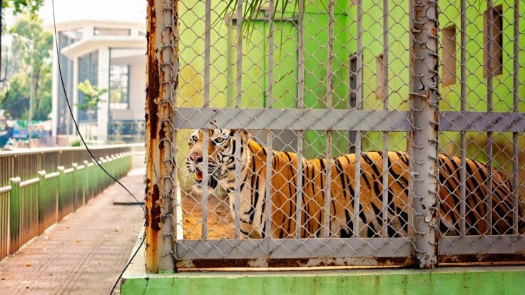 A tiger in a cage in a zoo