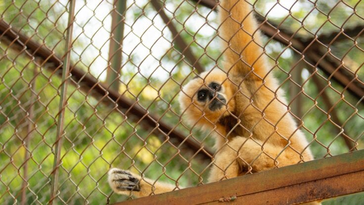 A gibbon in a zoo