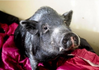 A Pig Given a Chance at Life: Meet Fella