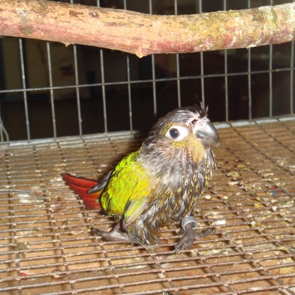 The UK’s 4 Saddest ‘Pets’